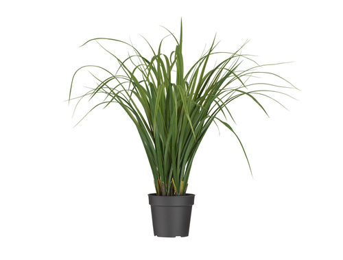 Лемонграсс трава зелёная в горшке