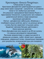 Крестовник Дельфинчики суккулент ампельный