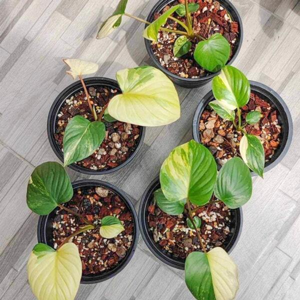 Хомаломена RUBESCENS VAR YELLOW