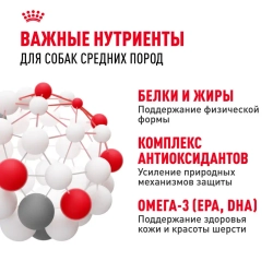 Royal canin medium adult сухой корм для взрослых собак средних пород от 12 месяцев до 7 лет, со свининой - 3 кг