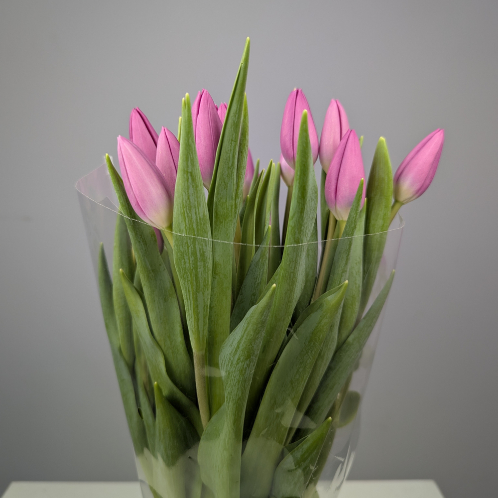 Пачка Фиолетовых Тюльпанов (25 шт.)