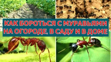 Защита сада от муравьев: как избавиться от непрошеных гостей без вреда для урожая