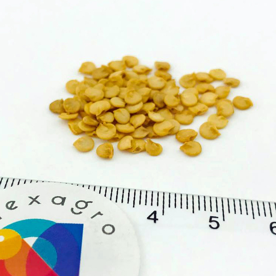 Рэд барон F1 семена перца сладкого (Enza Zaden / ALEXAGRO) семена – фото 6