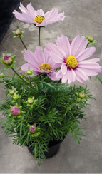 Космея дваждыперестая CASANOVA PINK