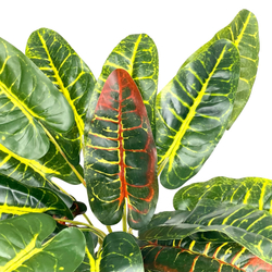 Кодиеум куст 45 см