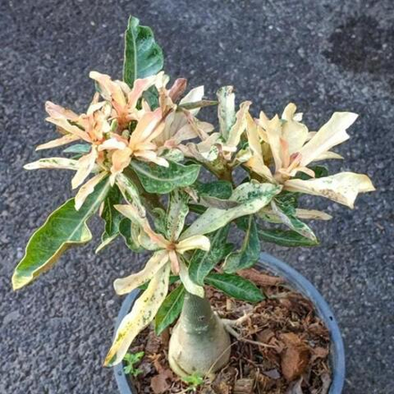 Адениум обесум 141 Lá Đốm Hồng