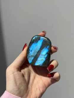 Срез Лабрадора S