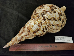 Харония Тритонис 250--390 мм