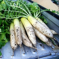 Аокуби  Дайкон - Aokubi  Daikon - 青首大根