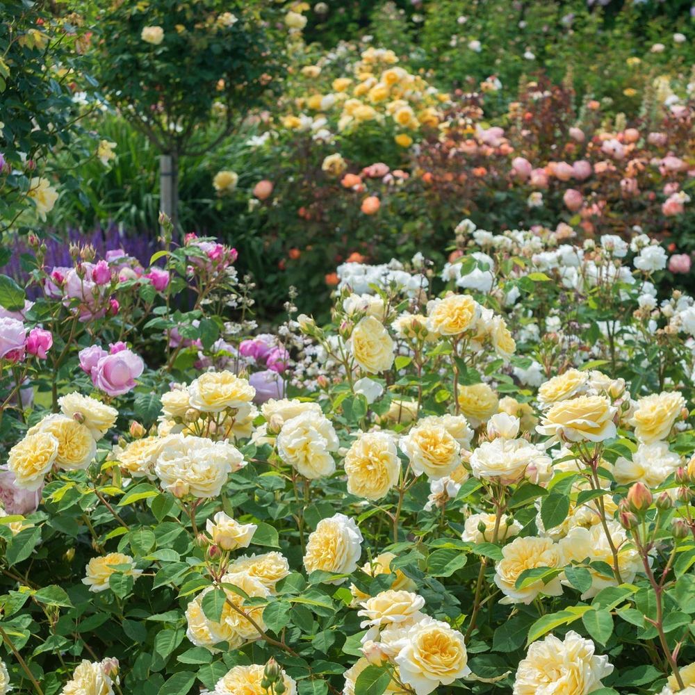 Тизинг Джорджия (Teasing Georgia)