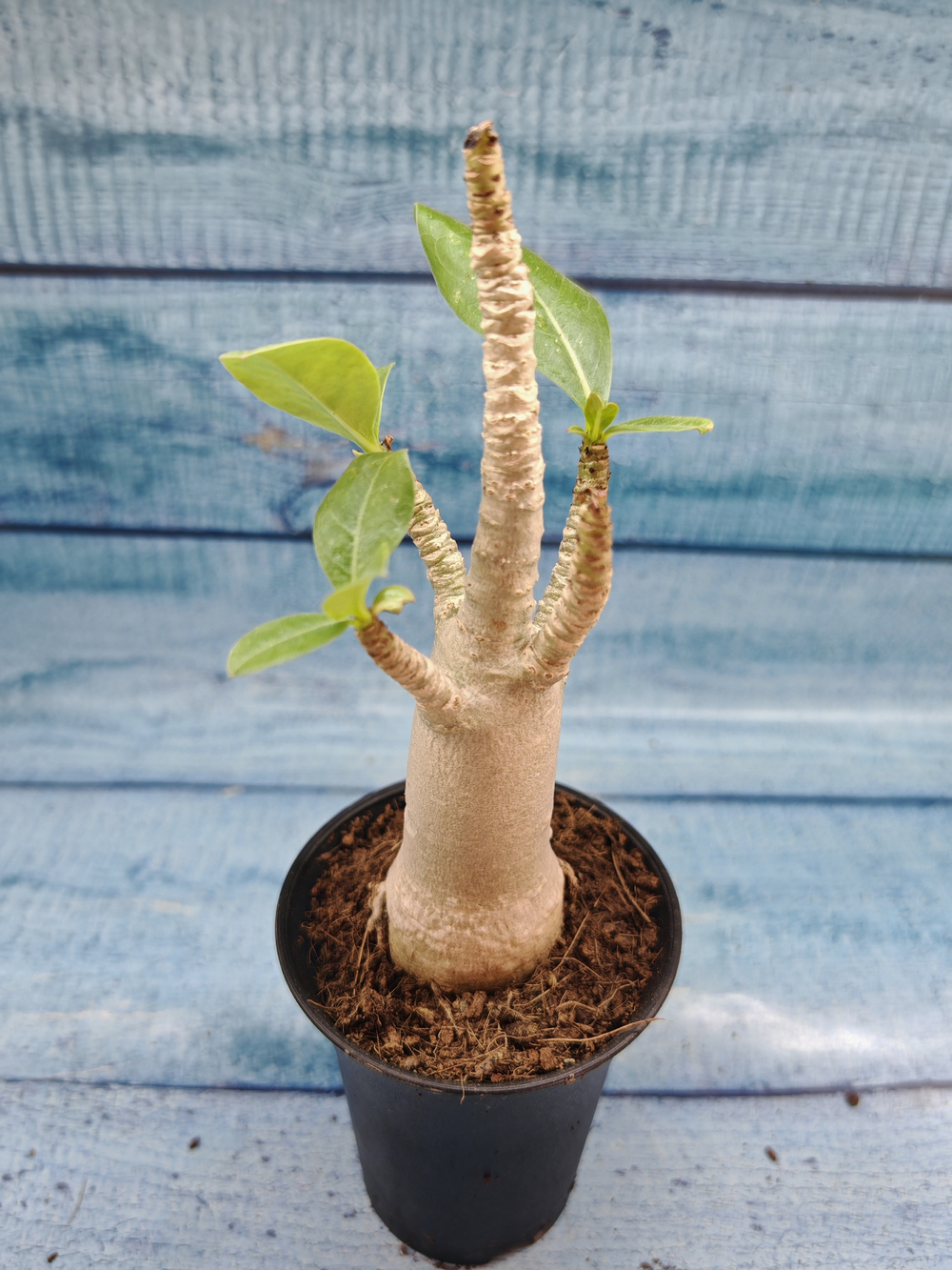 Adenium Baobab (Адениум)