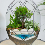 Готовый флорариум бонсай Сизигиум Цефей с озером