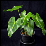 Филодендрон CORCOVADENSIS (P85)