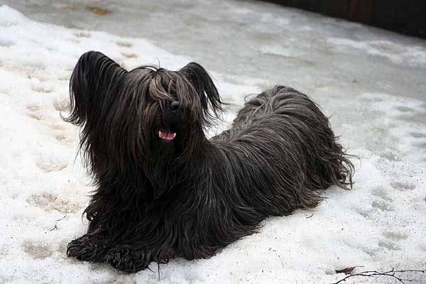 Скайтерьер