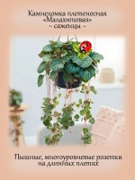 Камнеломка плетеносная Малахитовая
