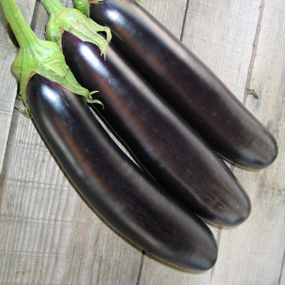 Фаворит F1 семена баклажана (Vilmorin / Вильморин)