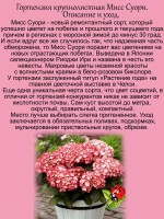 Гортензия Мисс Суори крупнолистная морозостойкая