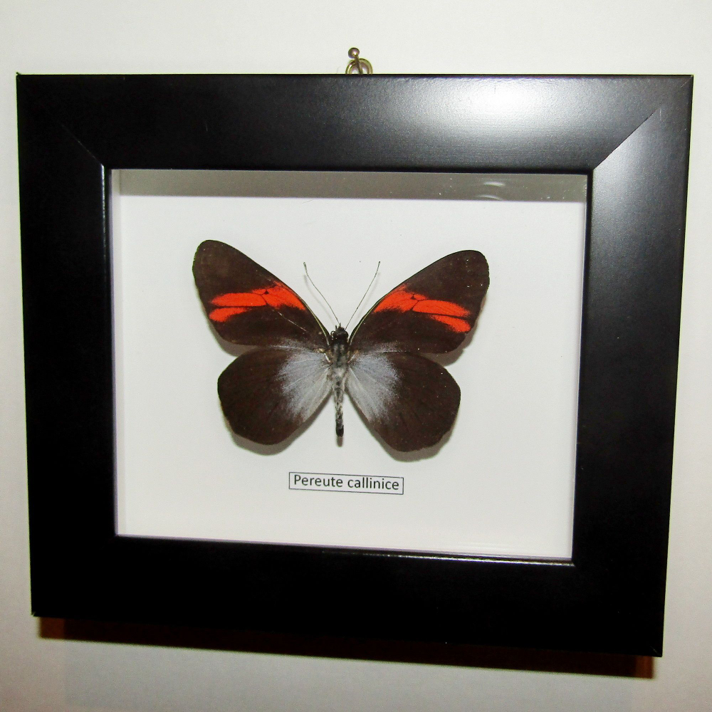 Бабочка Переута в рамке