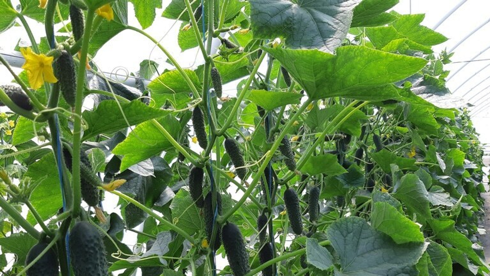 Элитор F1 семена огурца (Nunhems / Нюнемс)