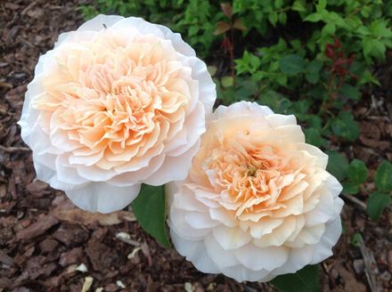 Инглиш Гарден (English Garden)