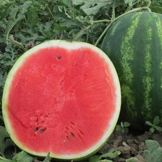 КАРИСТАН F1 семена арбуза (Syngenta | Alexagro) – фото 2