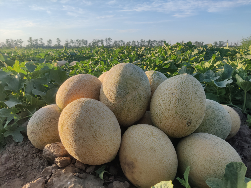 Радмила F1 семена дыни ( Yuksel Tohum / )