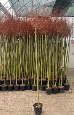 Ива цельнолистная Хакуро Нишики штамб 130 см Закупка М49 весна 2026