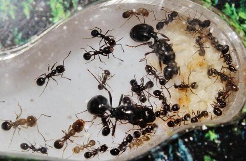 Подселение новой матки к муравьям Messor Structor