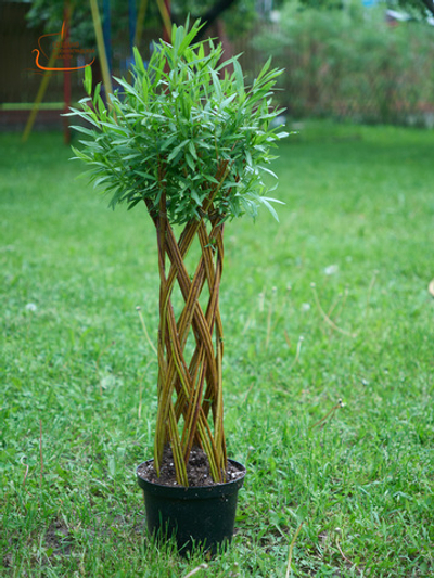 Ива плетеная саженец Датские корни ORIGINAL высота 60 см