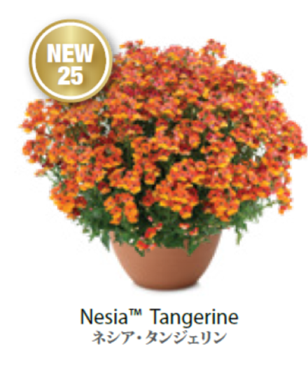 Немезия Nesia Tangerine ОКС укорененный черенок 7-10 марта