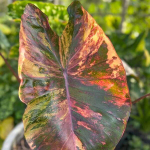 Колоказия MORNING STAR (М29)