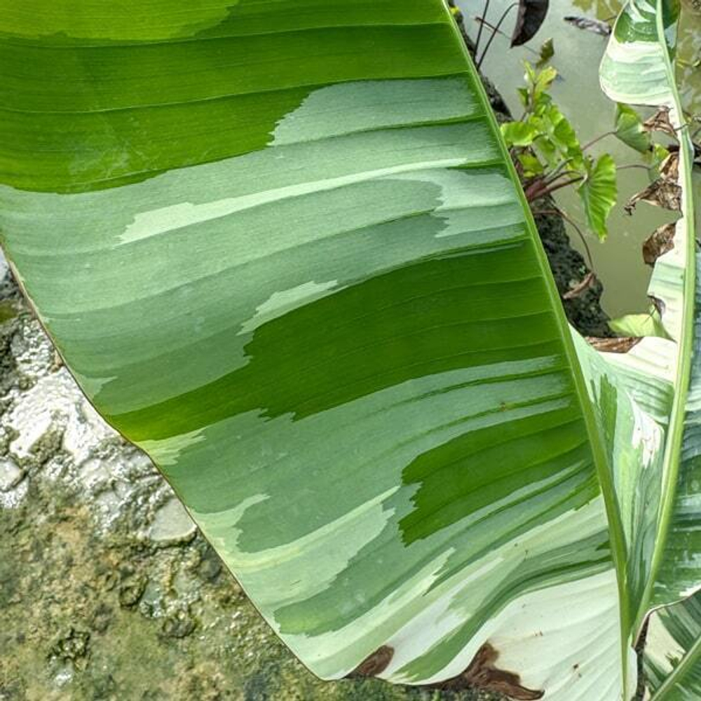 Банан вариегатный FLORIDA