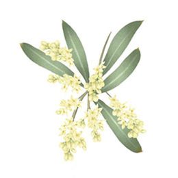 Цветок оливкового дерева