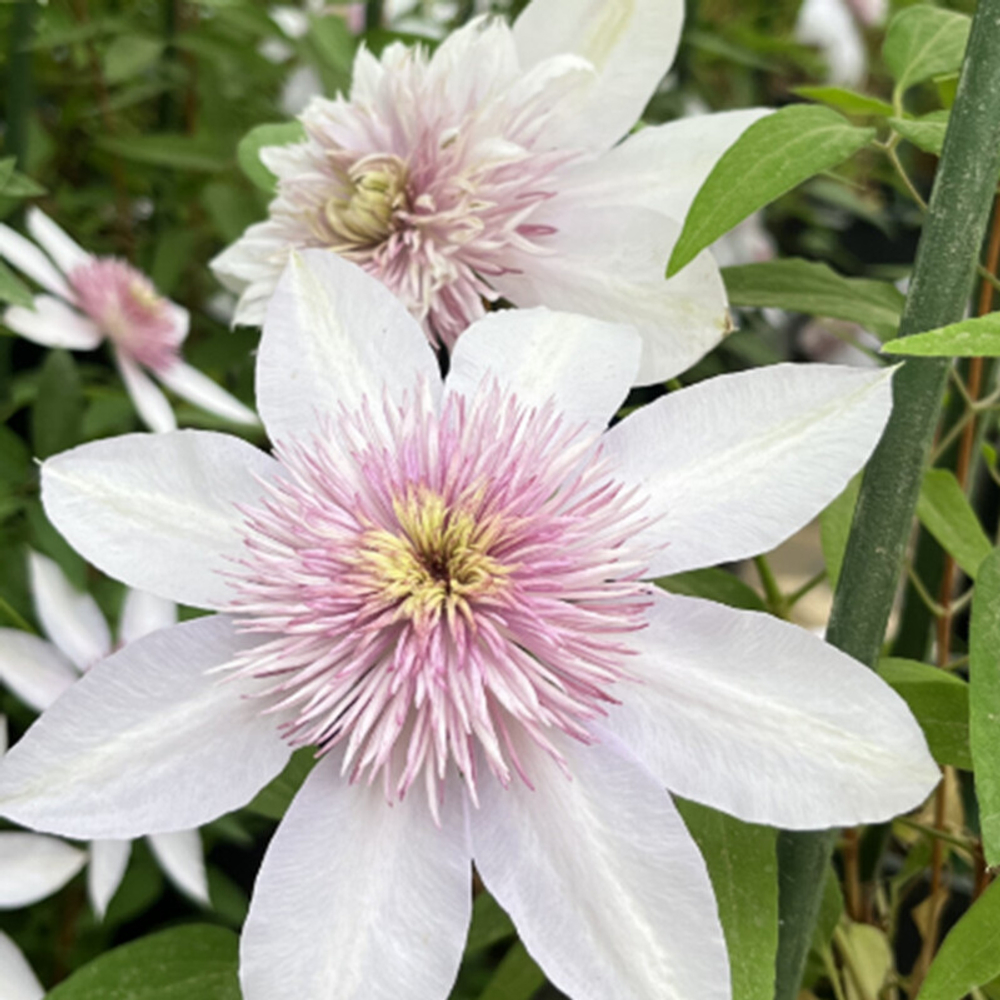 Клематис гибридный Мунглоу