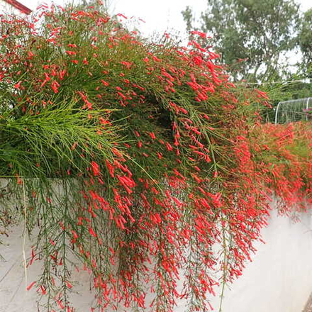 Русселия хвощевидная