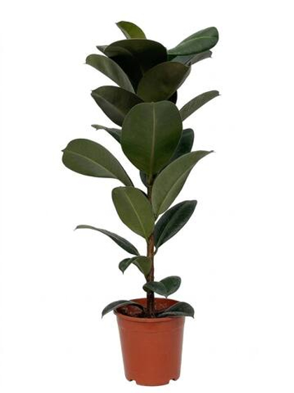 Фикус elastica Robusta д.18