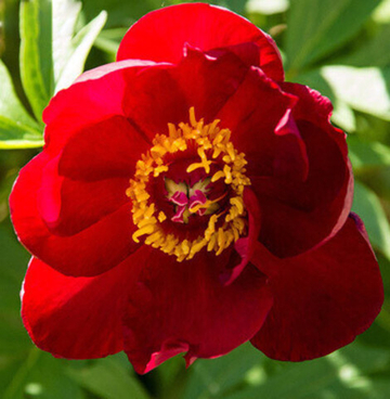 Пион Скарлет Хевен (Ито)