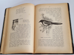 "Из родной природы". Д.Н.Кайгородов. 1907г.