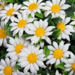 Искусственное растение шар «Самшит» цветы белые D-30см Ultramarine