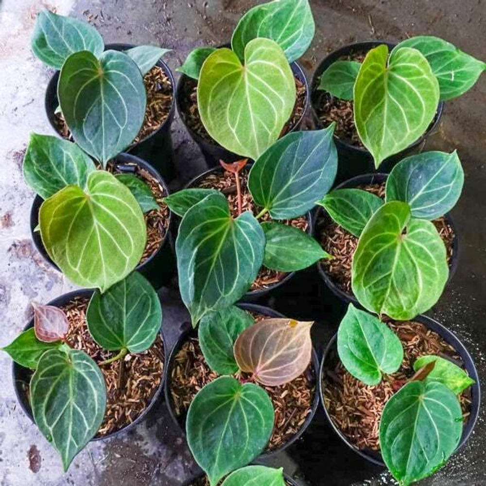 Антуриум KING OF SPADES s.M