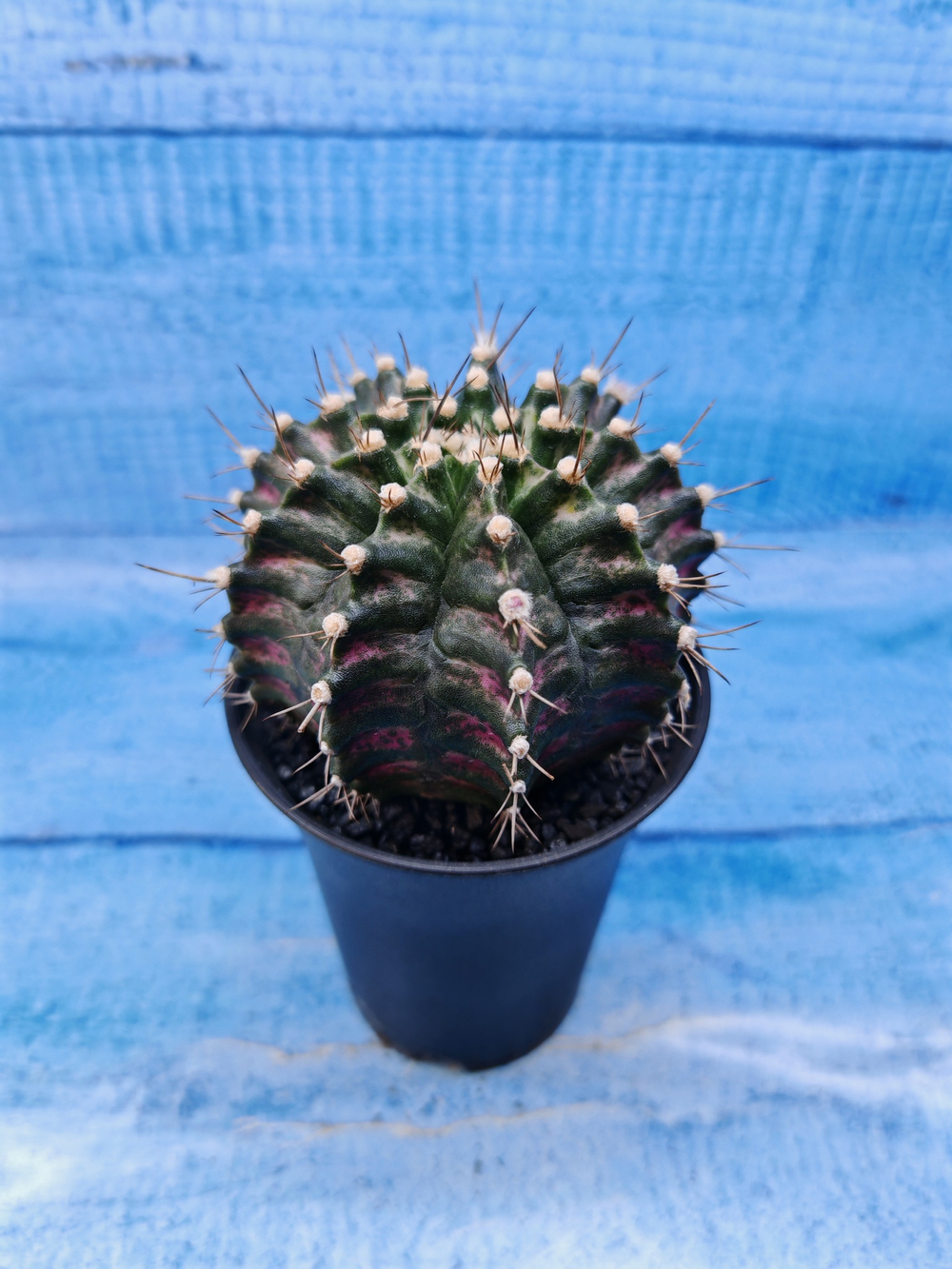 Gymnocalycium T-Rex Pink hybride (Гимнокалициум T-rex)