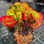 Кротон GAEW GOMEN