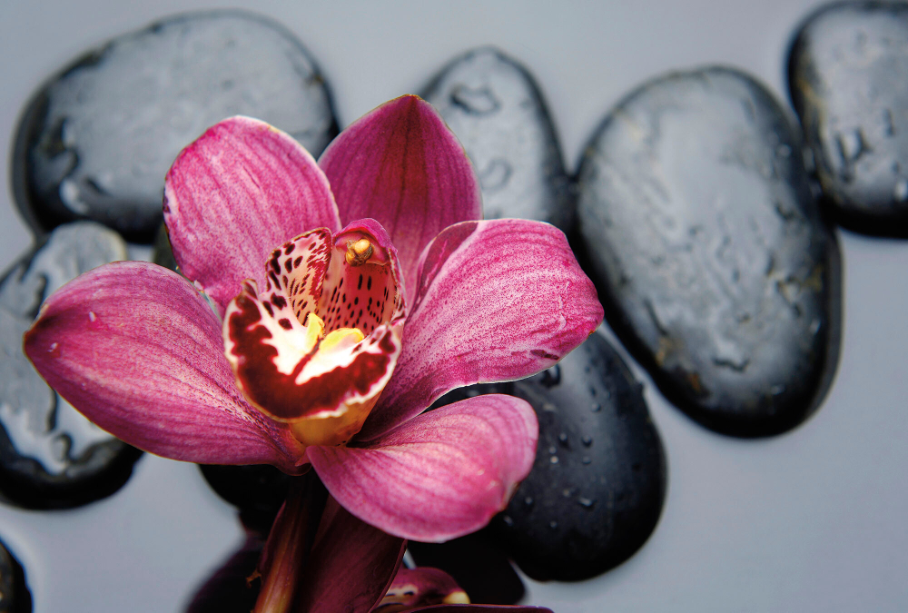 Коллекция Цветы