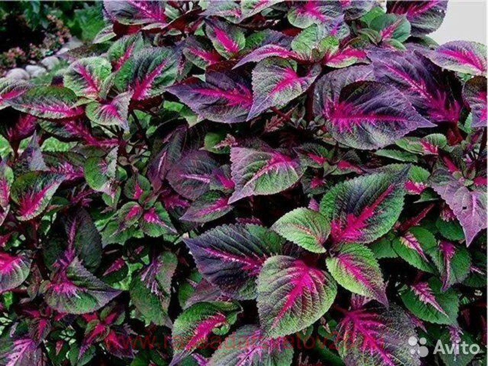 Колеус Perilla China Rose укорененный черенок, ОКС