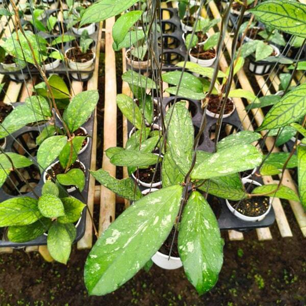 Хойя TANGGAMUS WAIMAJAYA