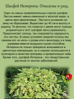Шалфей Иктерина вариегатный золотой