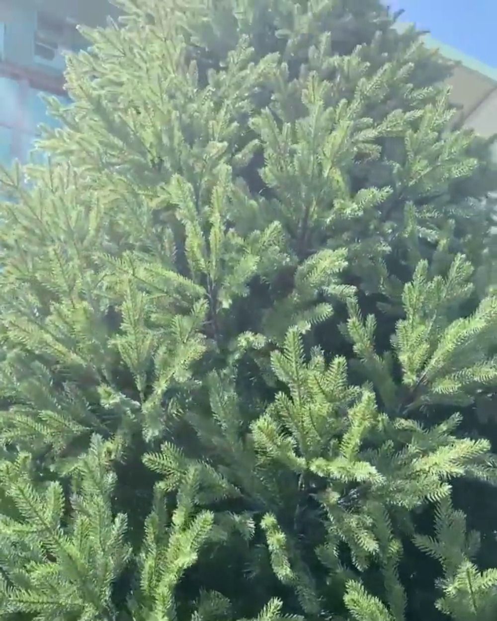 Большая елка «Финская» (Литая+пвх) от 3 до 10 м