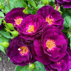 Миднайт Блю (Midnight Blue)