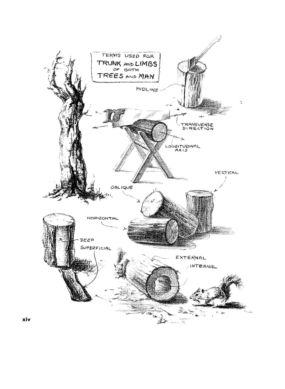 Atlas of Human Anatomy for the Artist. Атлас анатомии человека для художников | S.R. Peck