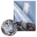 Папка-уголок BRAUBERG "LEOPARD" А4 150 мкм цветная печать (12 штук в упаковке)